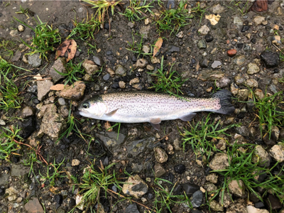 大雨は吉とでるか凶とでるか！？