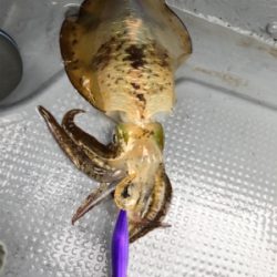 ティップランで数釣り