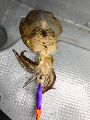 ティップランで数釣り