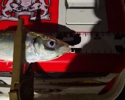 アジング練習 40