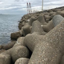 連日エギングボウズ無し(^｡^)