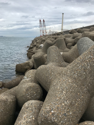 連日エギングボウズ無し(^｡^)