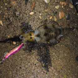 小雨の中エギング