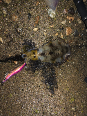 小雨の中エギング