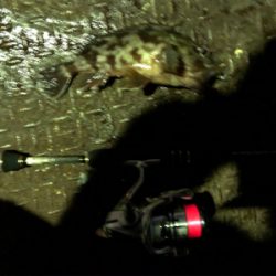 アジング 良型連発