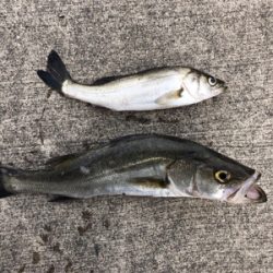 周りは青物ラッシュ！