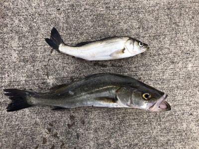 周りは青物ラッシュ！