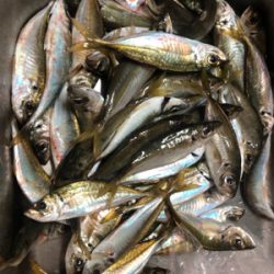 ファミリーフィッシング