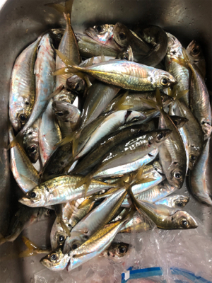 ファミリーフィッシング