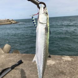 やっぱりショアジギングは面白いっ！