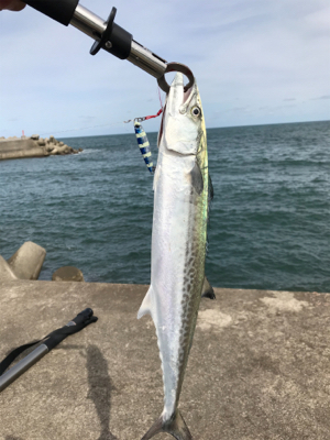 やっぱりショアジギングは面白いっ！