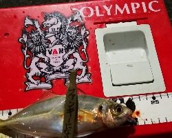 アジング練習 41