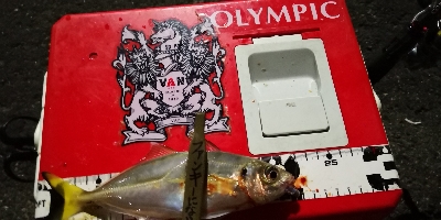 アジング練習 41