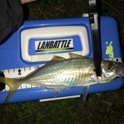 アジを求めて⑩