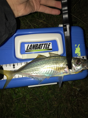 アジを求めて⑩