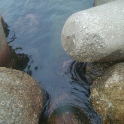 アオリイカ2杯。1バラシ