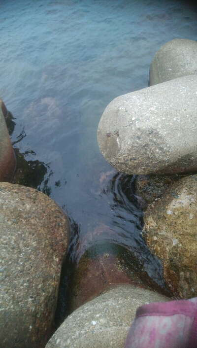 アオリイカ2杯。1バラシ