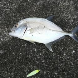 アオリイカ・メッキ・チャリコ