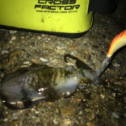 安物エギでもアオリGET (^^)