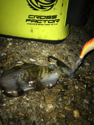 安物エギでもアオリGET (^^)