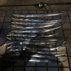 小さいけど…入れ食い