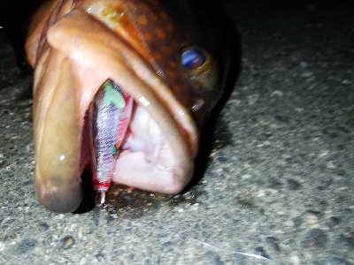 エギング………？