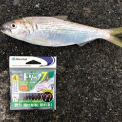 サッパ、メッキ、コノシロ