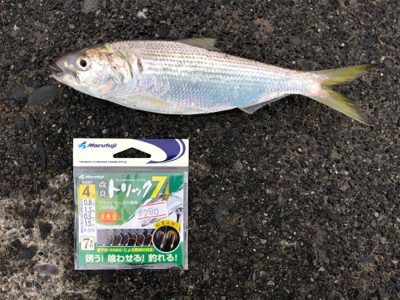 サッパ、メッキ、コノシロ