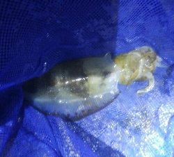 アオリイカ4杯 バラシ2杯！