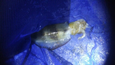 アオリイカ4杯 バラシ2杯！