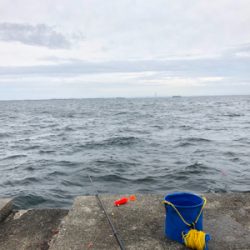 ポーアイ沖　釣果ぼちぼちも渋め