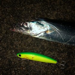 セットアッパーでタチウオ