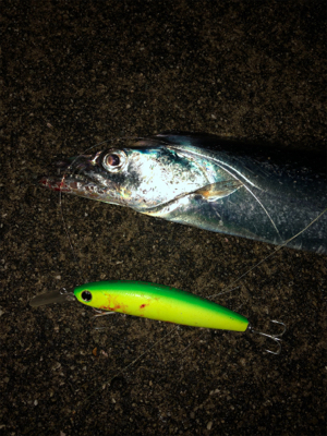 セットアッパーでタチウオ