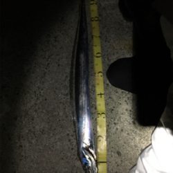 ドラゴンタチウオ、、？