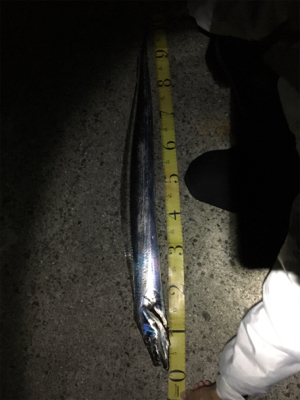 ドラゴンタチウオ、、？