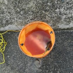 ハマチとタチウオ