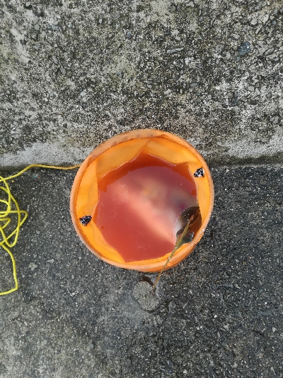 ハマチとタチウオ