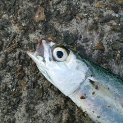 お隣さんに感謝