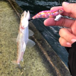 日本海エギング