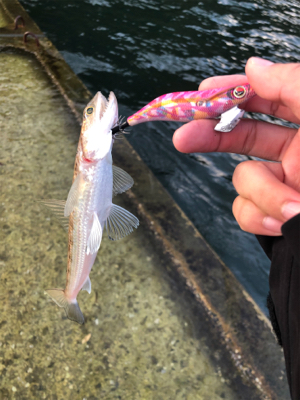 日本海エギング