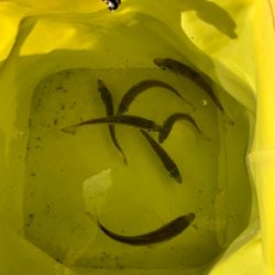 息子とサビキ釣り