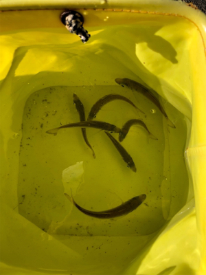 息子とサビキ釣り