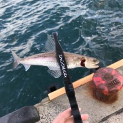 アオリイカを求めて⑨