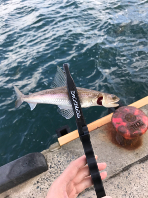 アオリイカを求めて⑨