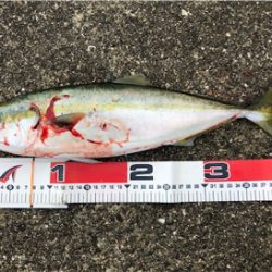 アーバンサイトショアジギング