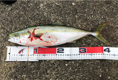 アーバンサイトショアジギング