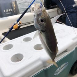 大阪湾奥でアジ釣り♪