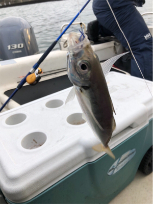 大阪湾奥でアジ釣り♪