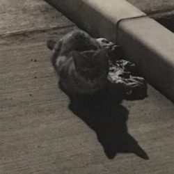 どれだけ食べるの？