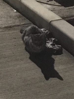 どれだけ食べるの？